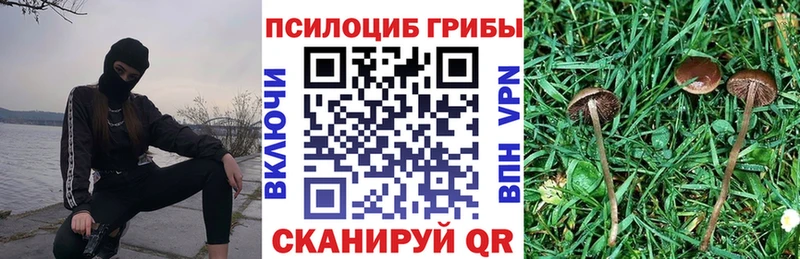 кракен   Прокопьевск  Псилоцибиновые грибы Psilocybine cubensis 